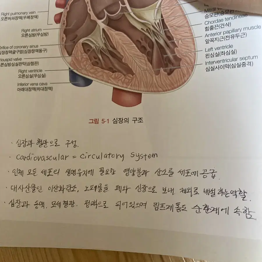 간호학과 퍼시픽북스 재미있게배우는의학용어