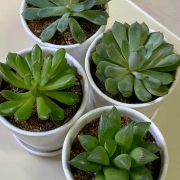 다육이 분양해요~~ | 브랜드 중고거래 플랫폼, 번개장터