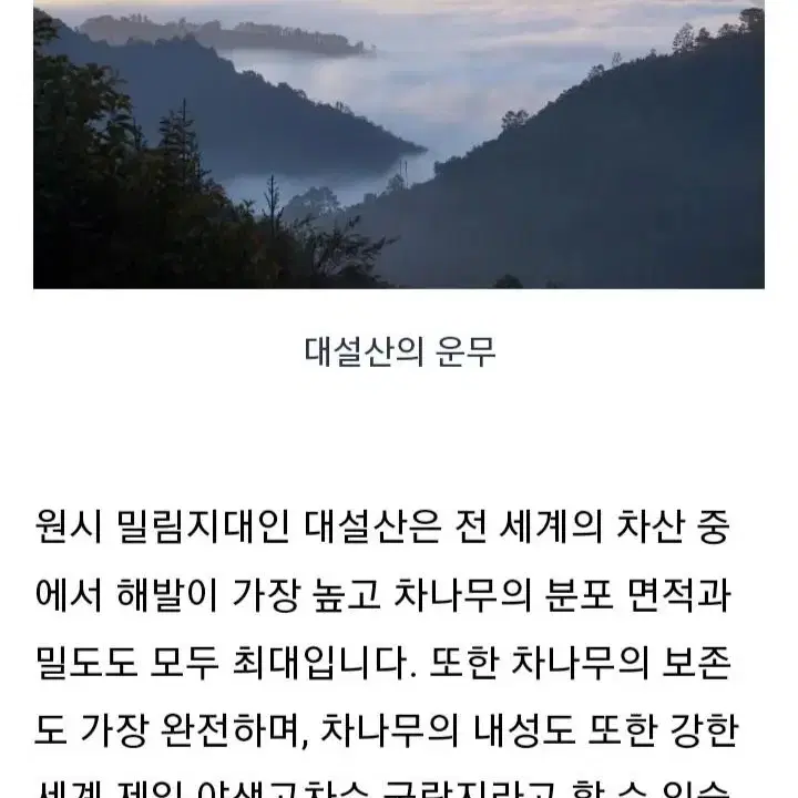 2005년빙도야생 보이차