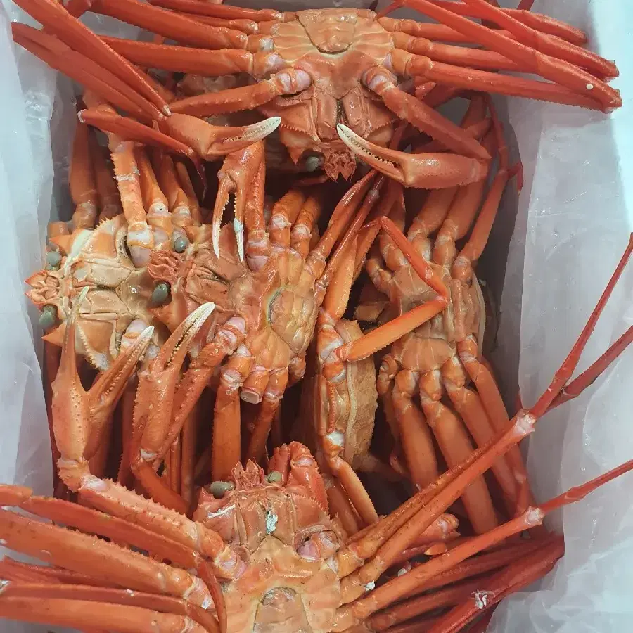 후포리홍게4kg 중,소사이즈!!