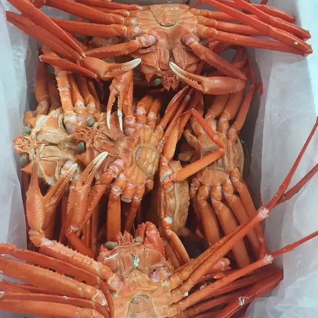 후포리홍게4kg 중,소사이즈!!