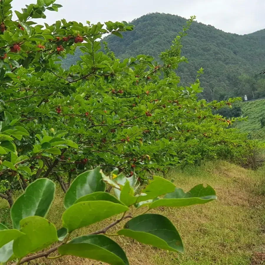 구지뽕(꾸지뽕)즙 판매합니다