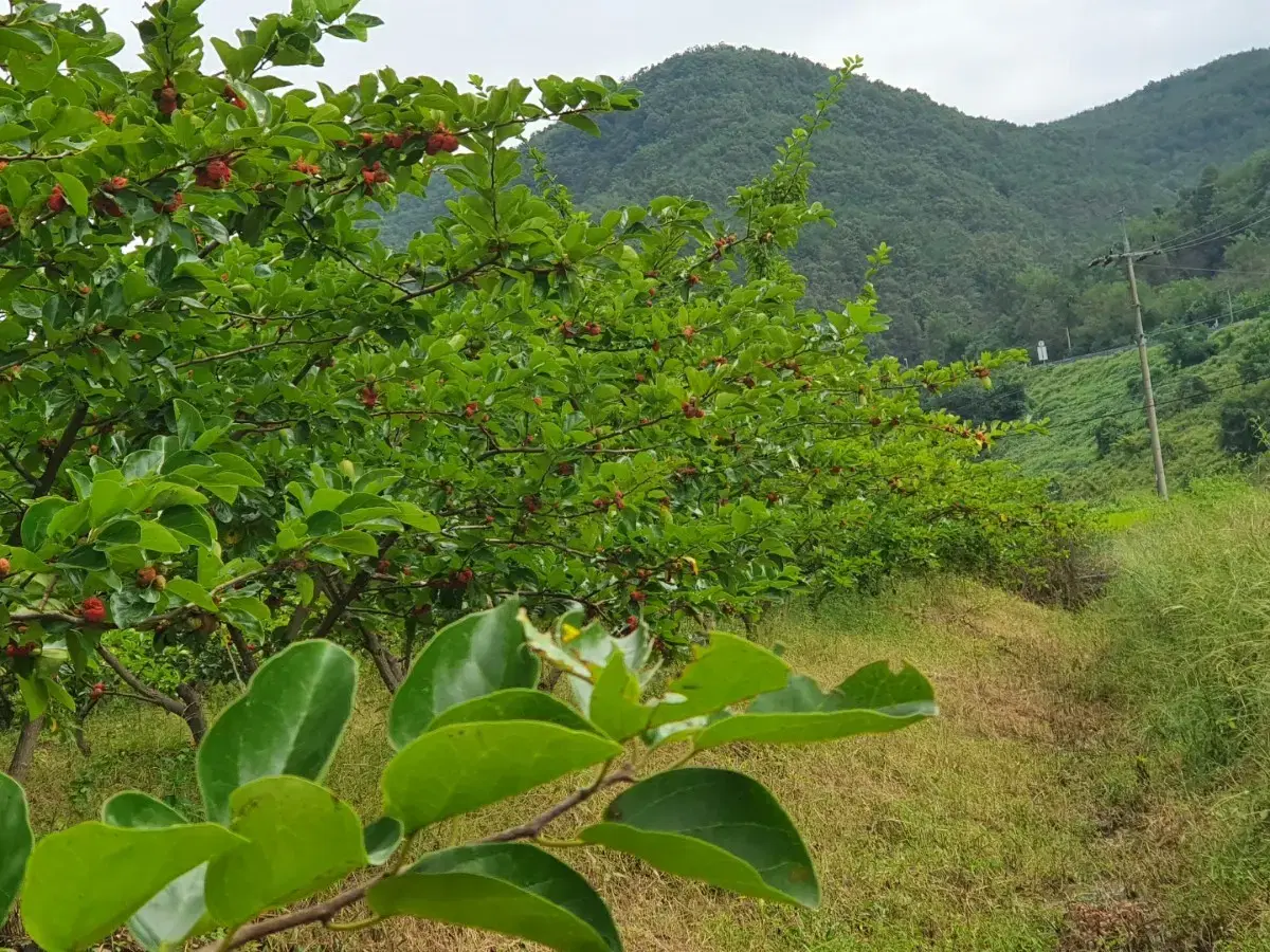 구지뽕(꾸지뽕)즙 판매합니다