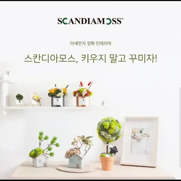 스칸디아모스 화분/공기정화식물/공기정화흡음탈취/미세먼지 강력제거