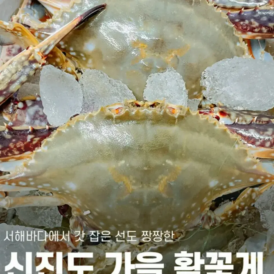 무료배송 산지직송 신진도 꽃게 신선한꽃게