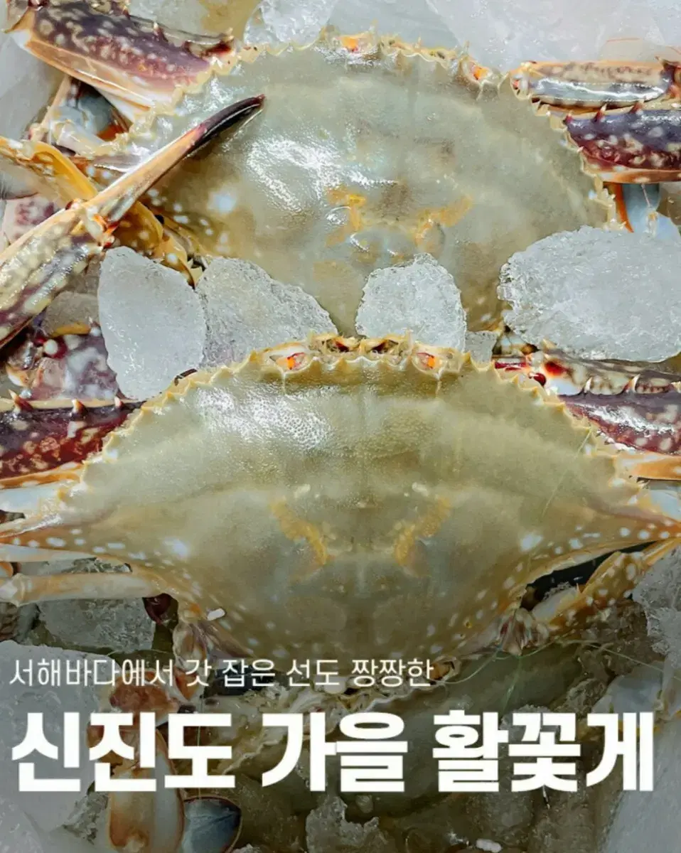 무료배송 산지직송 신진도 꽃게 신선한꽃게