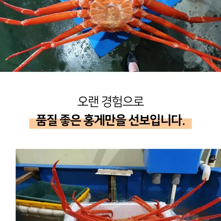 동해안 속초 자숙홍게 판매합니다.