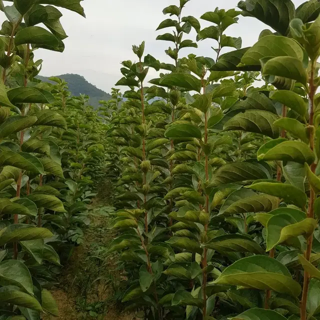 유실수 조경수 묘목판매합니다