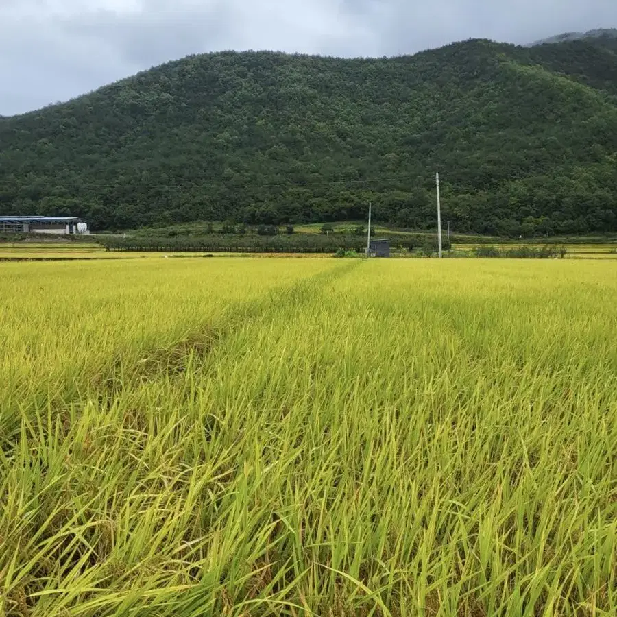 오대 백진주 햅쌀