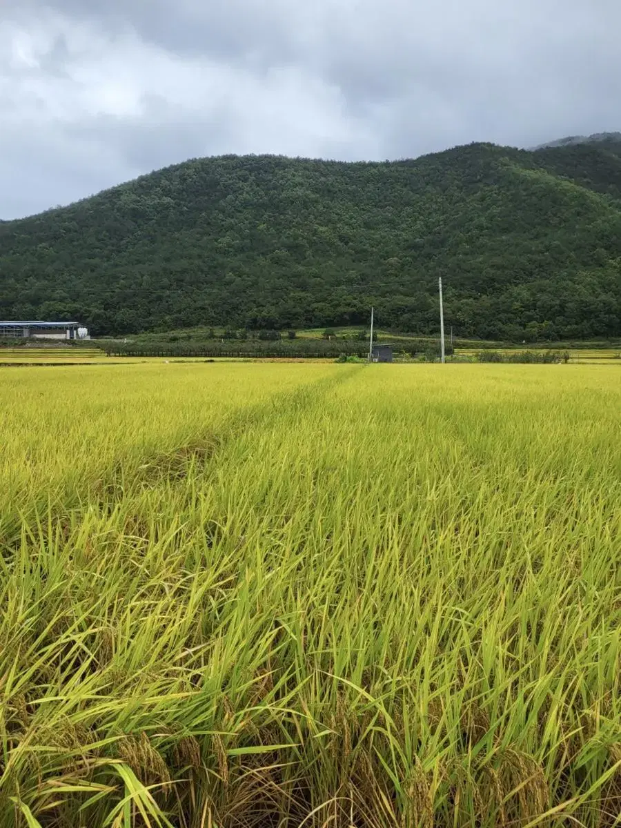 오대 백진주 햅쌀