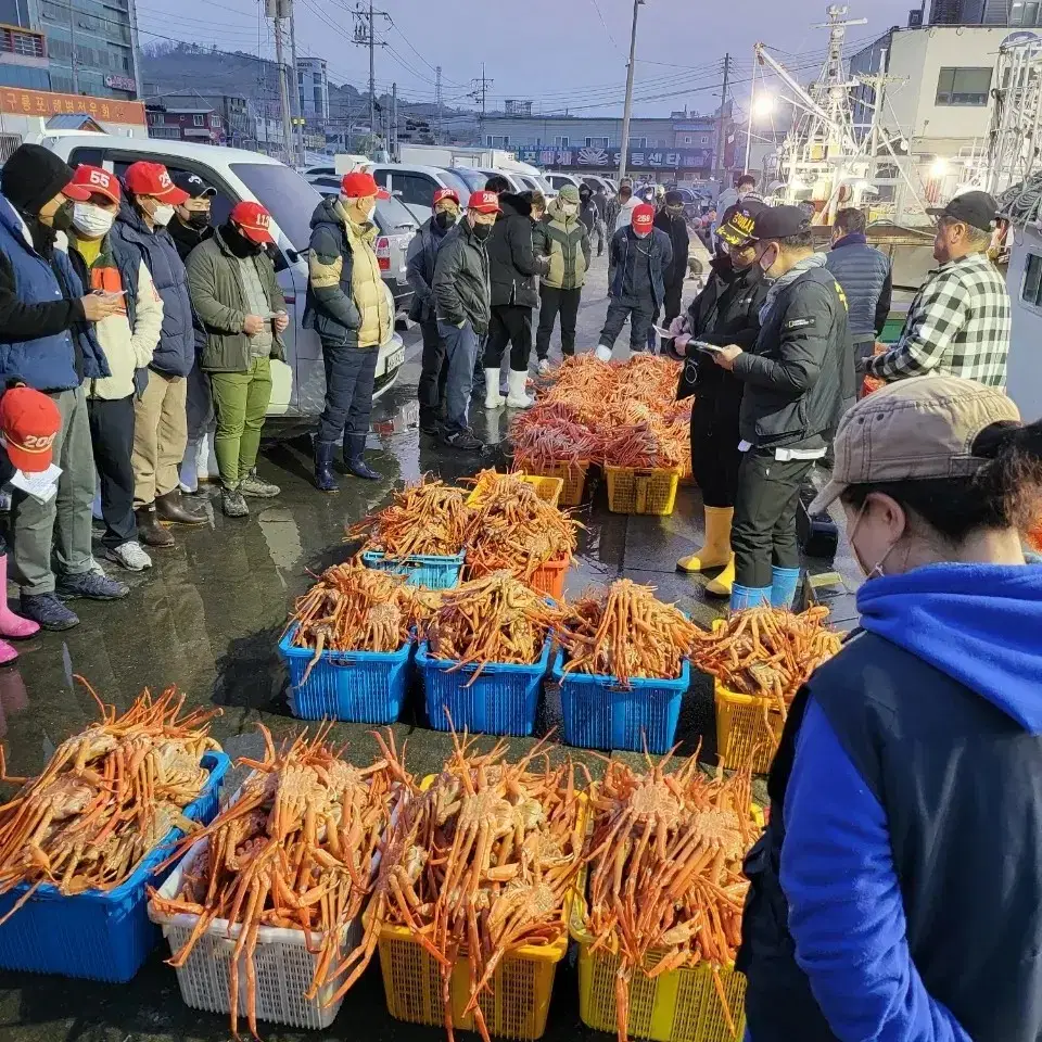 구룡포 선주직송 연지홍게 3kg 5만원