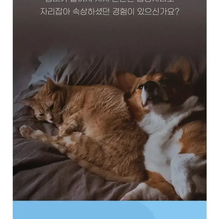 반려동물 RC로봇 장난감