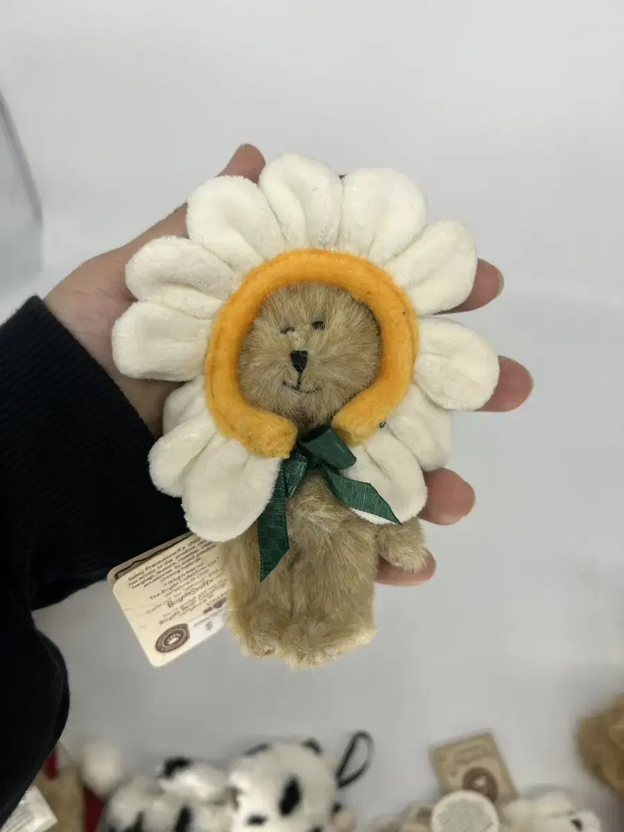 보이즈베어 데이지 쪼꼬미