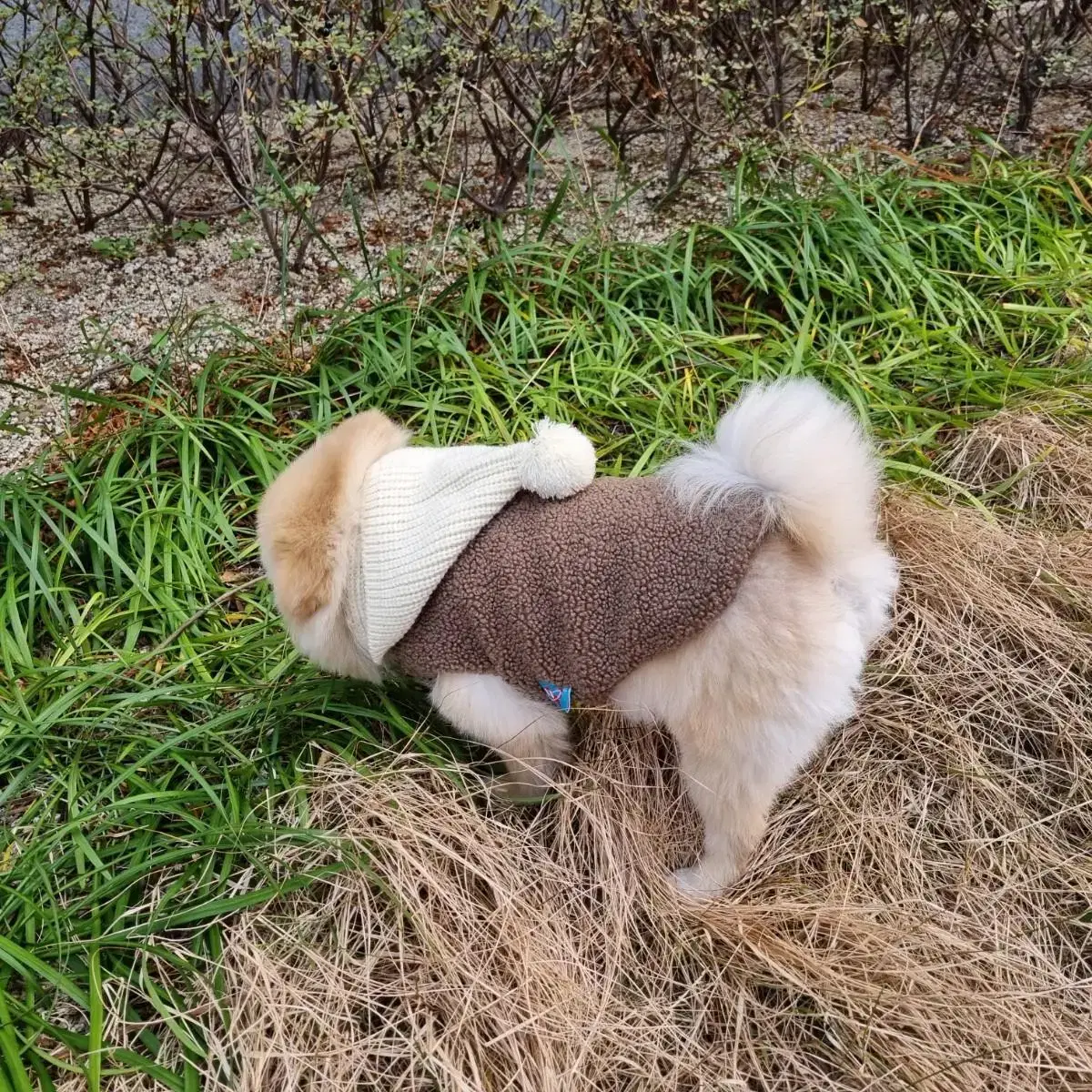 강아지옷 털방울조끼판매해요