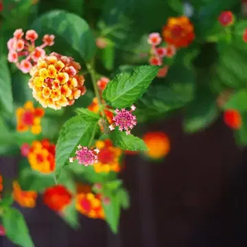 M42 ISCO GOTTINGEN WESTROCOLOR 50mm F1.9 | 브랜드 중고거래 플랫폼