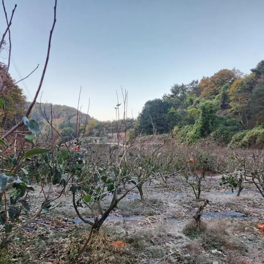 직접 농사 지어 깨끗하게 말린 지리산 산청 감말랭이 판매합니다.