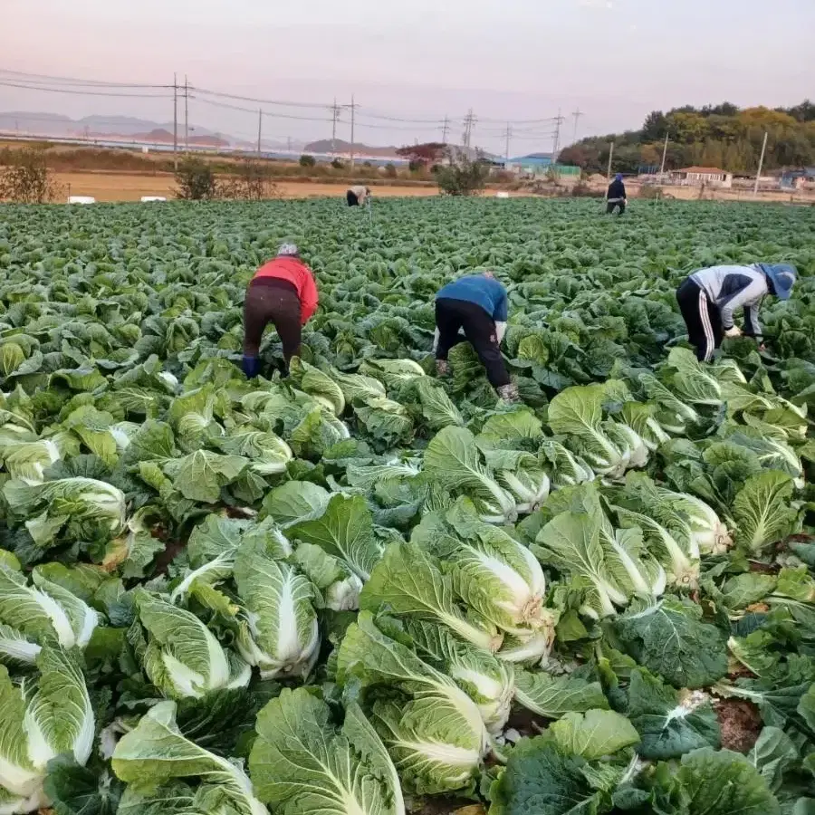 HACCP인증 땅끝해남 명품 절임배추 20kg