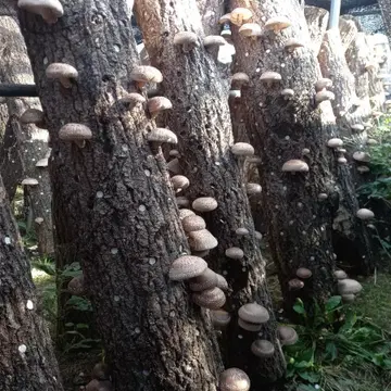 참나무 표고 버섯 균주 1