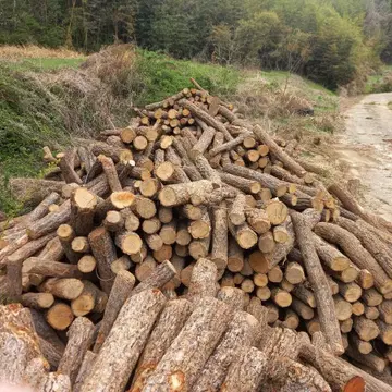 참나무 표고 버섯 균주 4