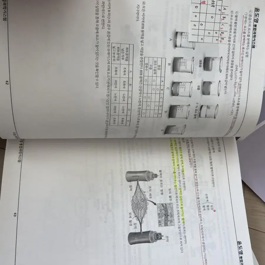 윤도영 올어바웃