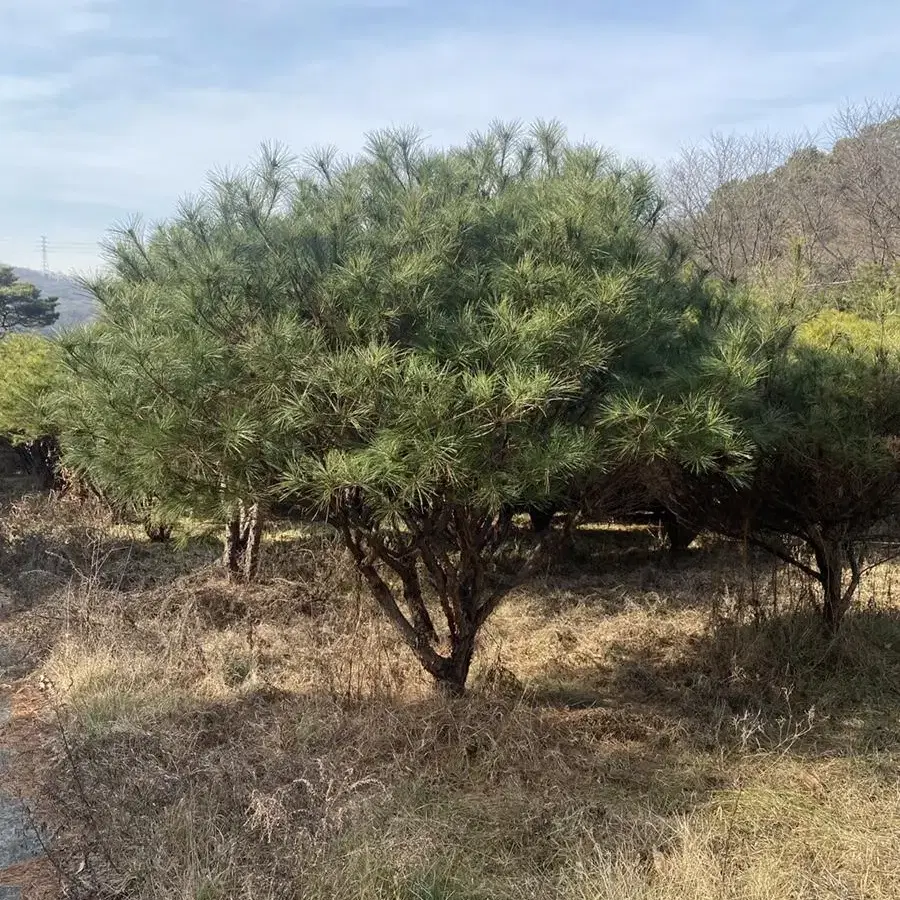 반송,적송,주목,금송 등 팝니다