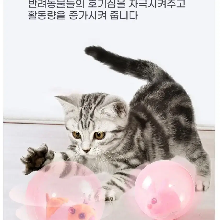 강아지 고양이 움직이는 장난감 혼자놀기