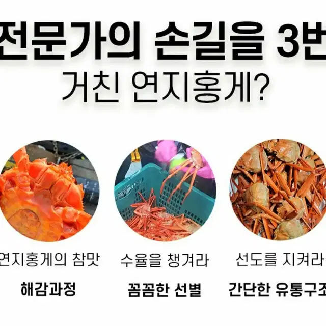 무배  산지직송 구룡포 자숙홍게