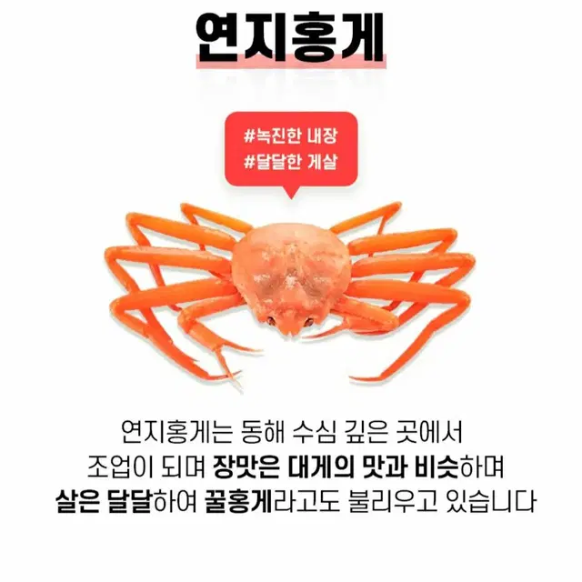 무배  산지직송 구룡포 자숙홍게