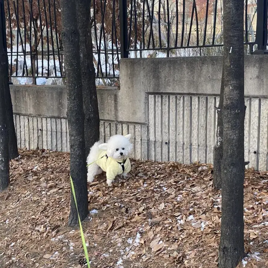 강아지 겨울 잠옷