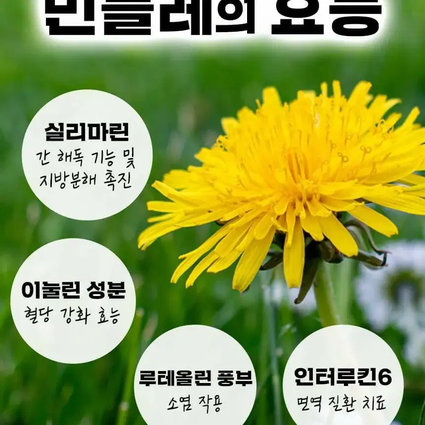 건강에 좋은  볶은민들레차