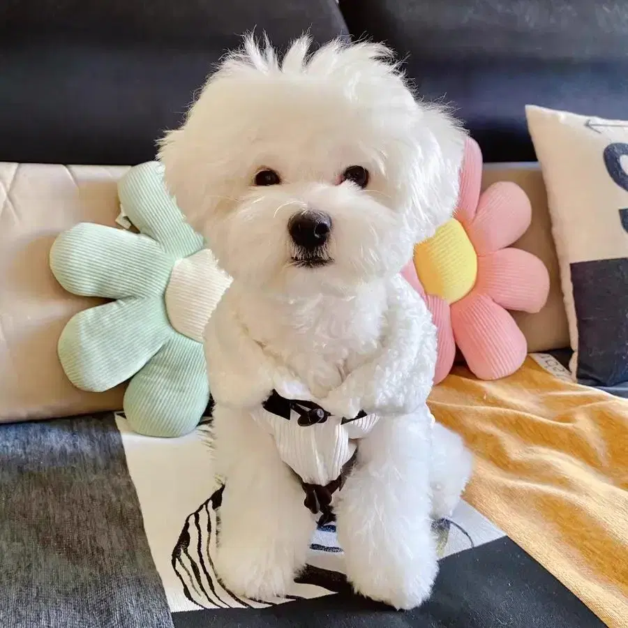 새상품 ) 강아지 고양이 겨울옷 코트 더플 떡볶이 코트