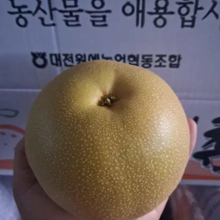 명품 꿀 배7,5kg 1상자(무료배송)