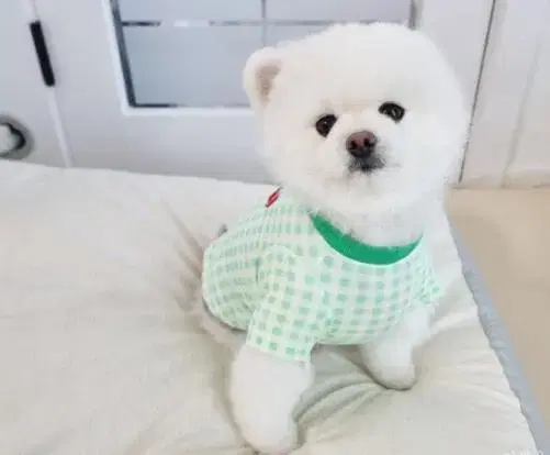 미개봉 페스룸 강아지 고양이 면100 옷 L,XL