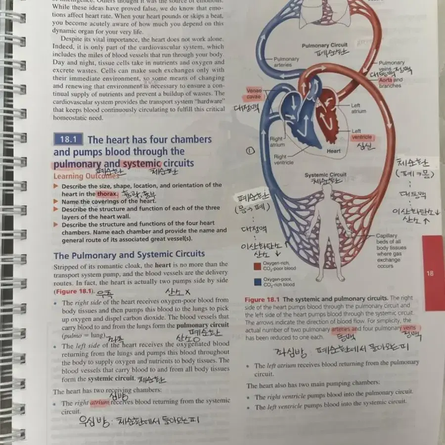 Human Anatomy & Physiology