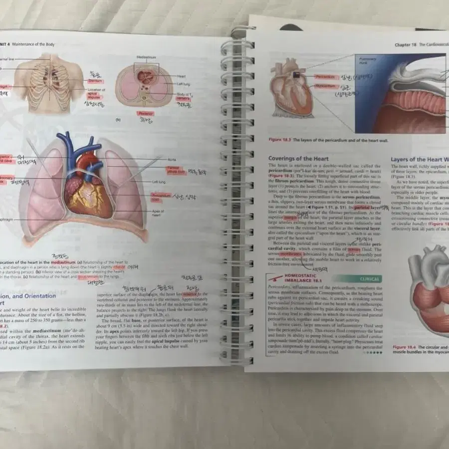 Human Anatomy & Physiology