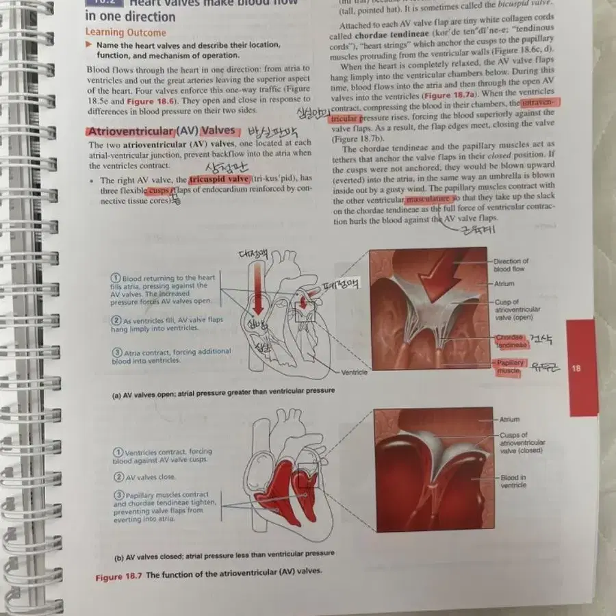 Human Anatomy & Physiology