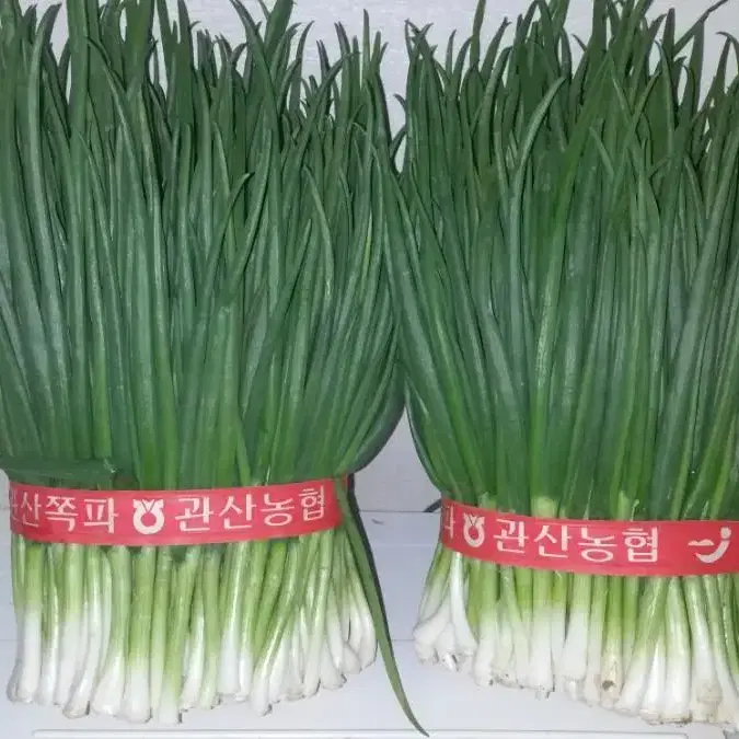 딸부자네] 백김치 1kg