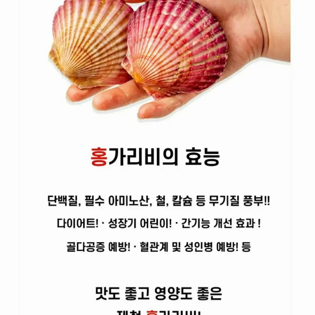 통영  홍가리비 2kg(50미내외)