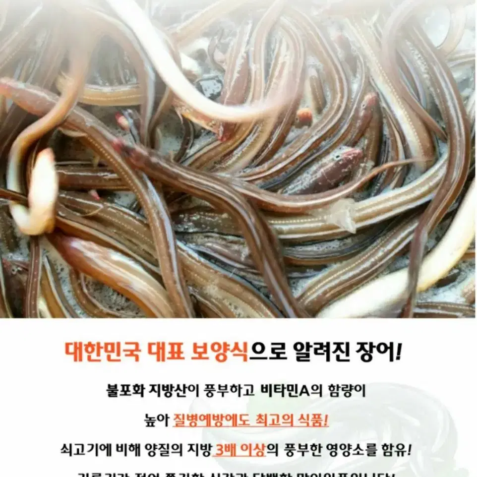 바다장어(특대) 1kg(2~3미)