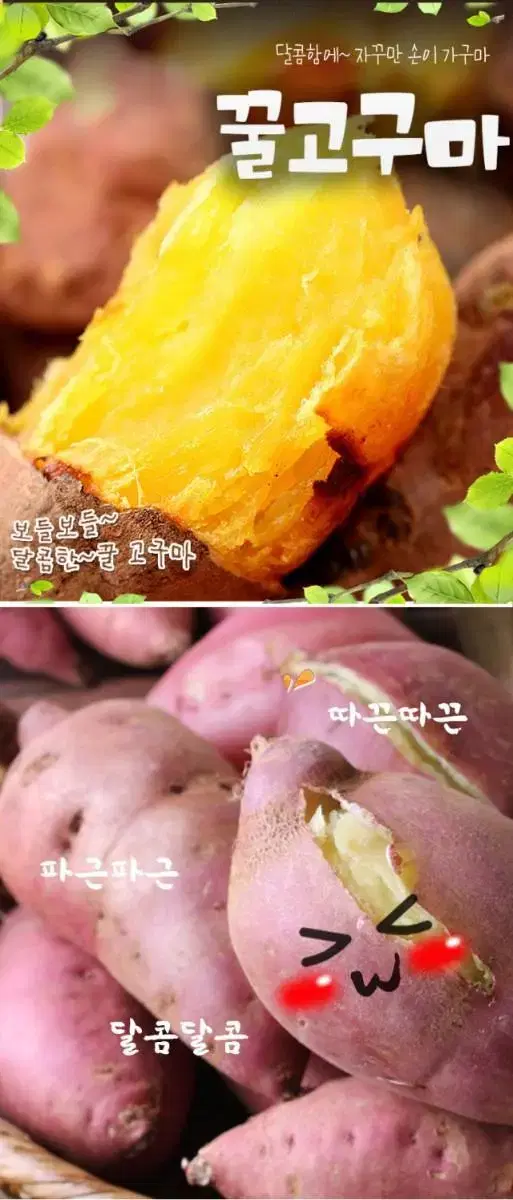 산지직송 해남 고당도 꿀고구마 베니하루카 (특상)