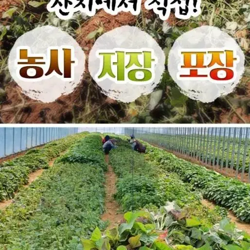 무료배송 산지직송 밤고구마