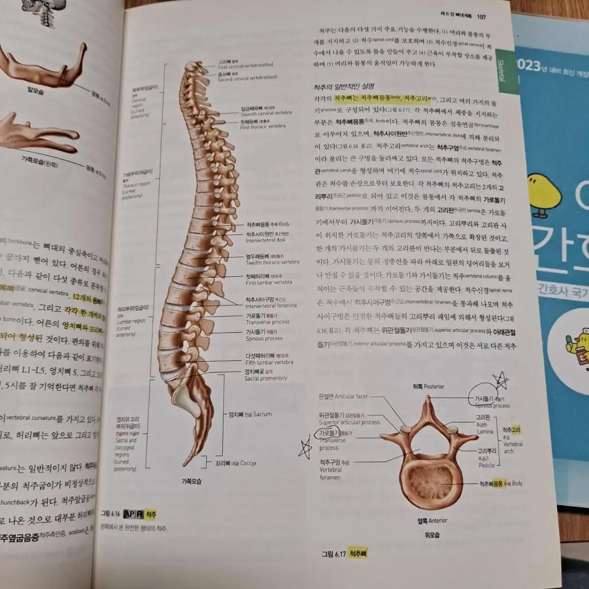 간호전공책, 교직책