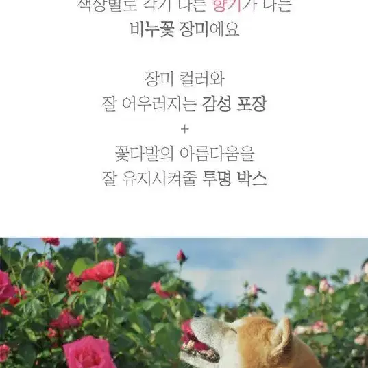 [무료배송] 향기로운 비누꽃다발 졸업식 입학식 기념일 생일 부모님선물