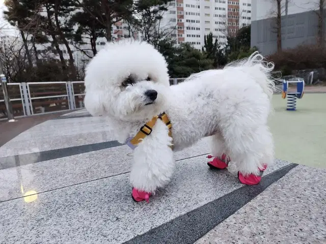 애견신발 반려견 방수 슈즈 새제품