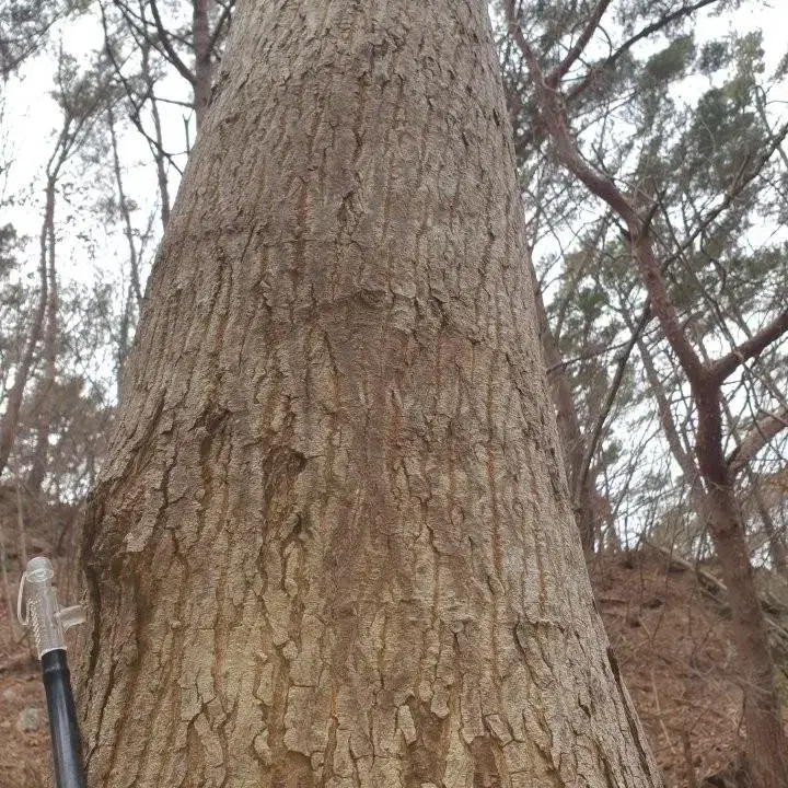 지리산 고로쇠 수액 판매