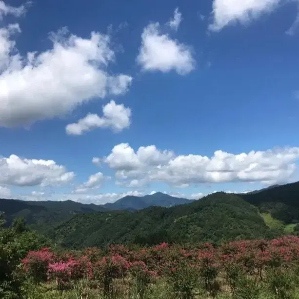 농림축산식품부 장관 대상자 고로쇠 판매 합니다 18리터