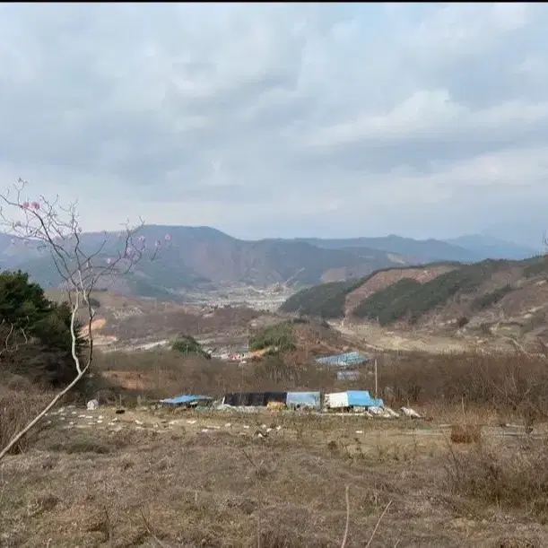 농림축산식품부 장관 대상자 고로쇠 판매 합니다 18리터