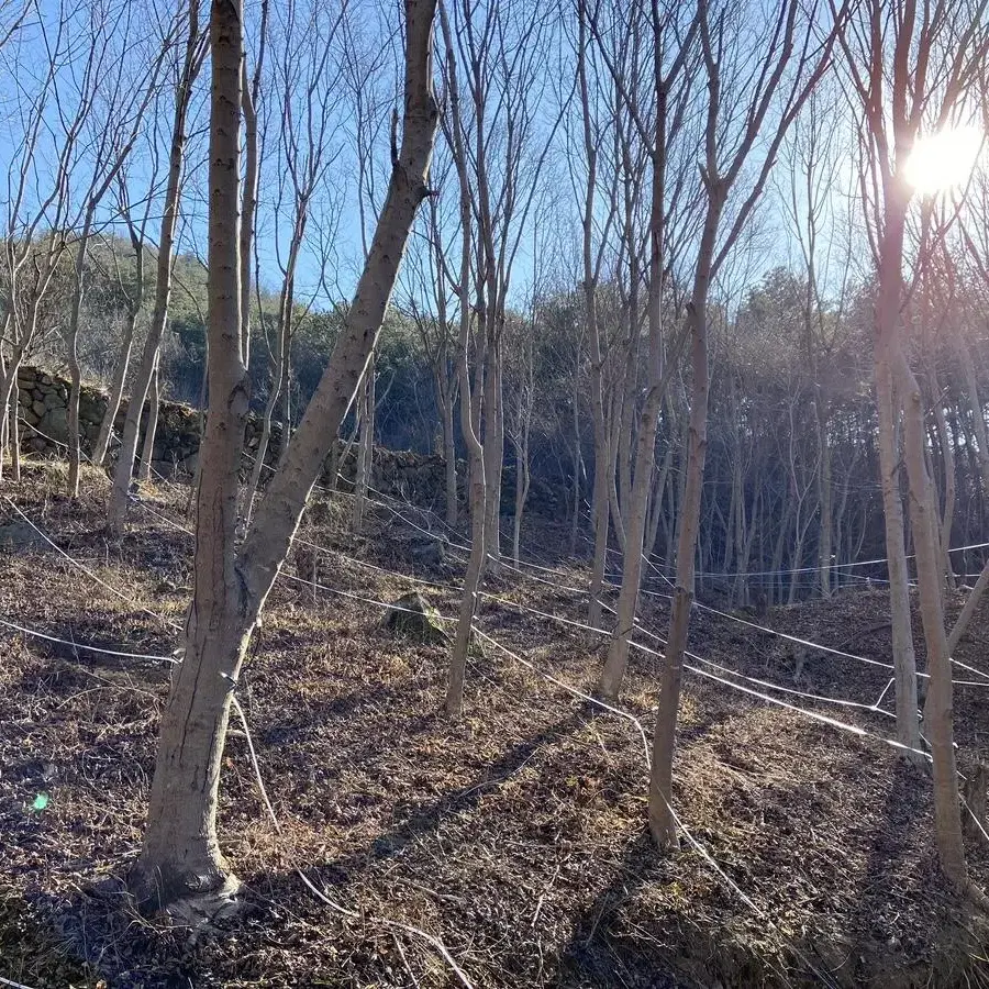 농림축산식품부 장관 대상자 고로쇠 판매 합니다 18리터