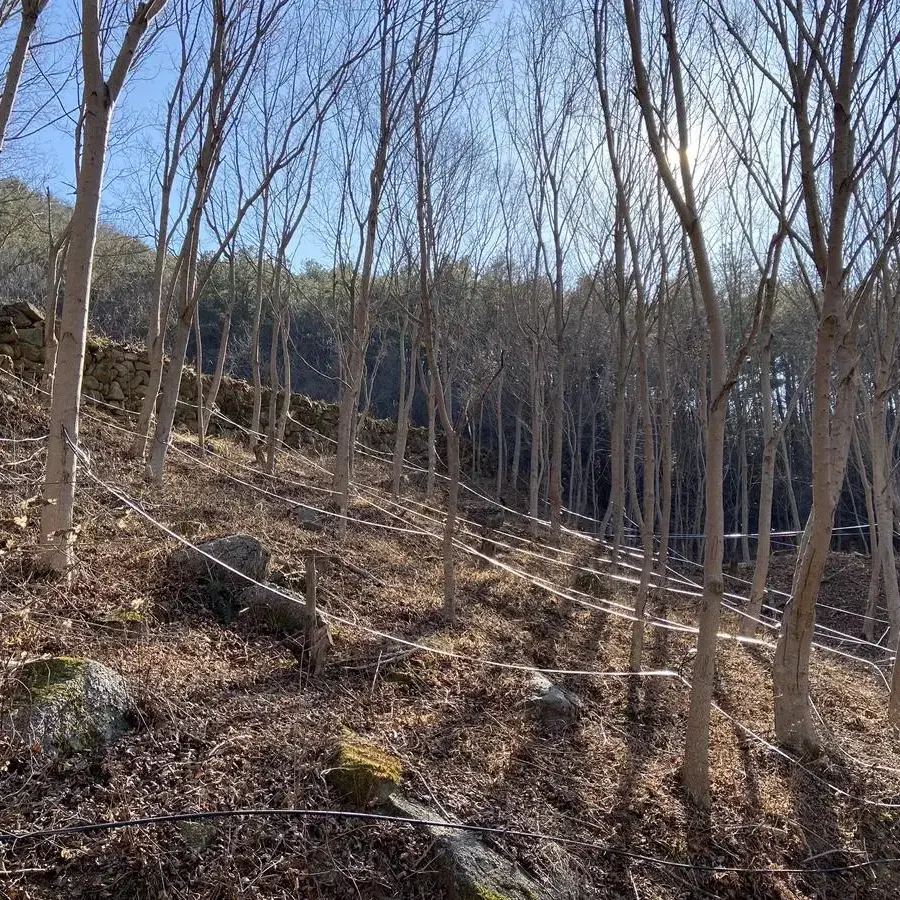 농림축산식품부 장관 대상자 고로쇠 판매 합니다 18리터