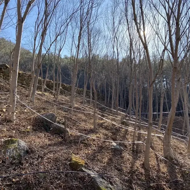 농림축산식품부 장관 대상자 고로쇠 판매 합니다 18리터